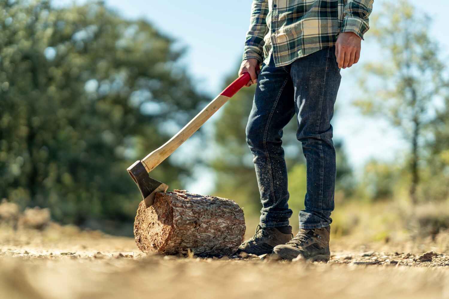 The Steps Involved in Our Tree Care Process in Corvallis, OR